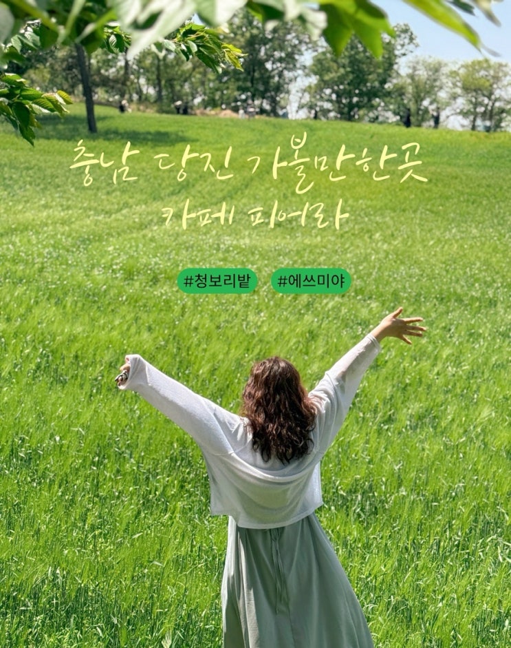  5월 충남 당진 가볼만한곳 추천! 청보리밭 구경은 단연 카페 피어라