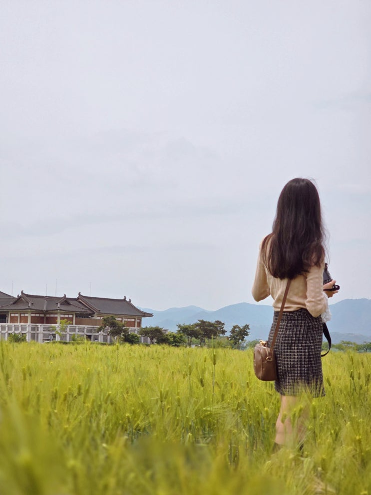  경주 분황사 청보리밭 경주 황룡사지 유채꽃 실시간