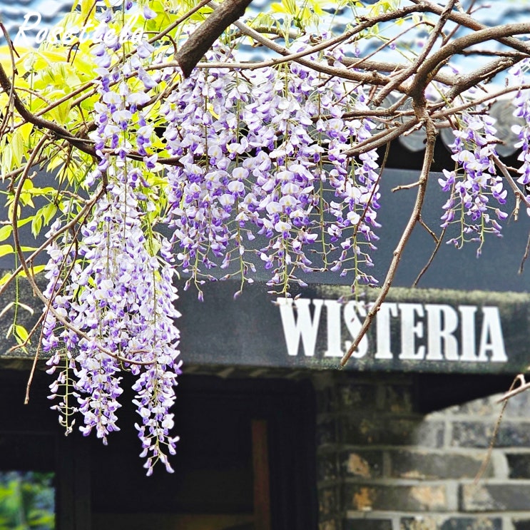  경기도 광주 남한산성 카페 위스테리아 등나무꽃 명소 만개함