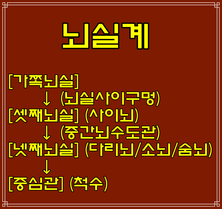  뇌(중추신경계통)의 발생, 끝뇌/사이뇌/중간뇌/뒤뇌/숨뇌 뇌의 발생학적 5분할 구조 위치 및 기능