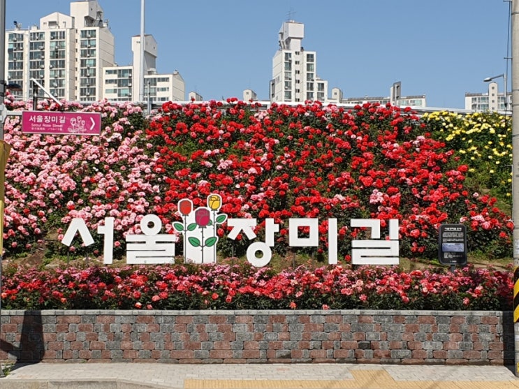  2025 중랑 장미축제 주차 팁 스타벅스 혜택 및 행사 정보
