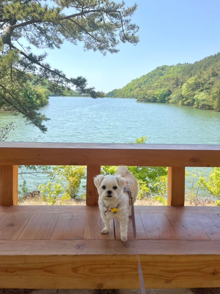  군산 여행지 강아지랑 산책하기 좋은 월명호수