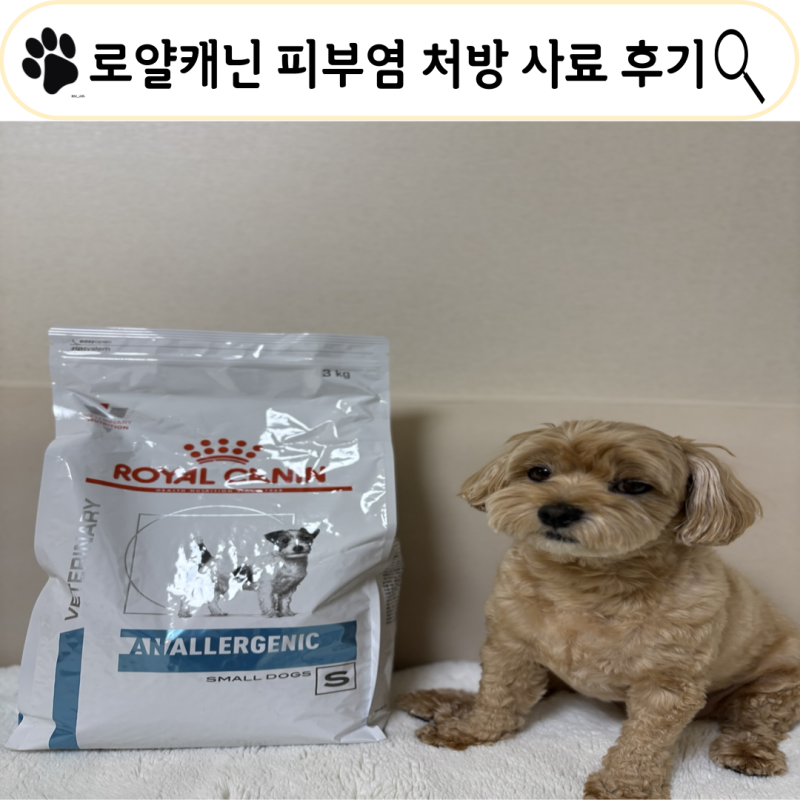 로얄캐닌 피부 알러지 사료 아날러제닉 효능, 오해와 진실, 급여 후기
