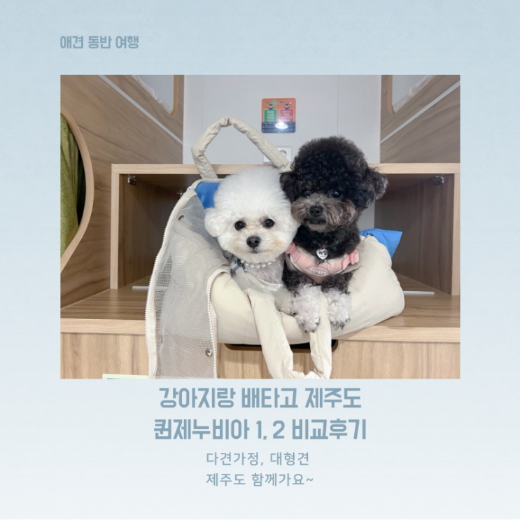  목포에서 제주도 배타고 강아지랑 퀸제누비아 펫스탠다드 총정리