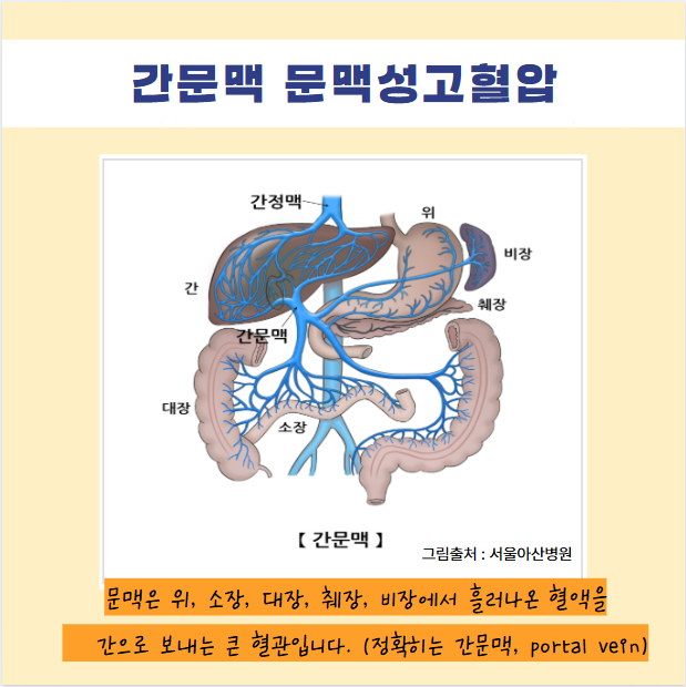 간문맥 문맥성고혈압 뜻 개념설명