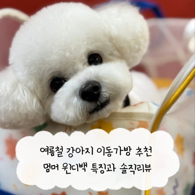 여름철 강아지 이동가방 추천 멈머 윈디백 특징과 솔직리뷰