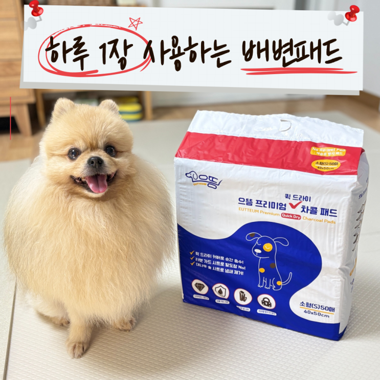  으뜸 배변패드 소형 도톰해서 하루 한 장이면 충분하다고?
