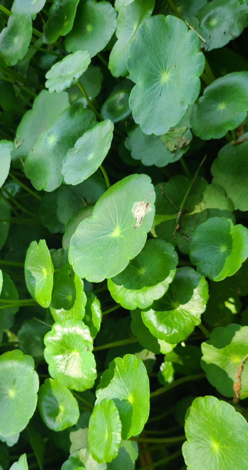 워터코인 (5.12) : 네이버 블로그