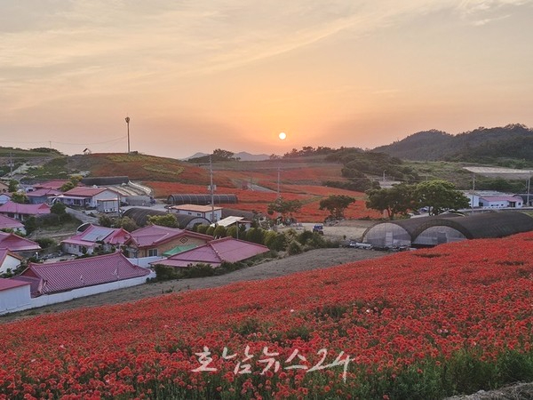  신안 병풍도에서 9월 형형색색 물든 ‘2025 섬 맨드라미 축제’ 개최