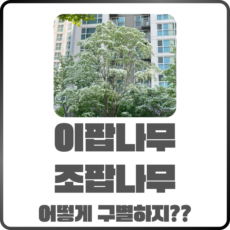  이팝나무 조팝나무 다른 나무일까? 구별법 알아보자