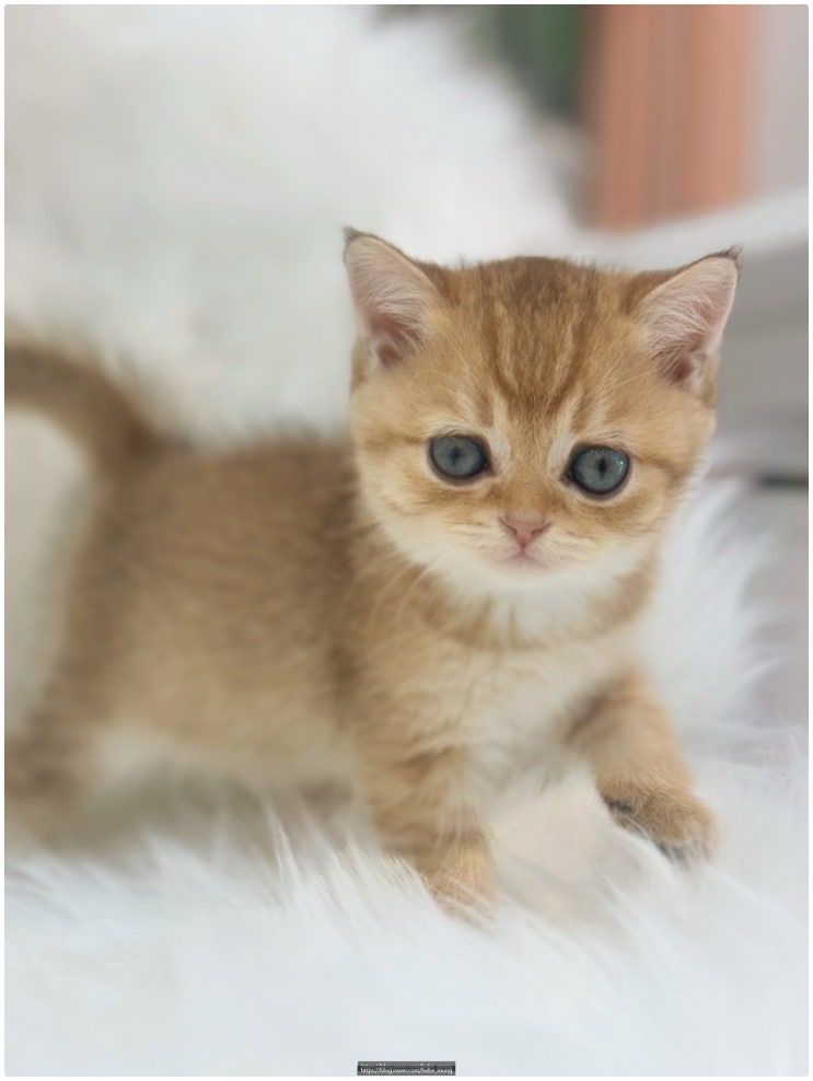  브리티쉬 숏헤어 고양이 분양, 차분하고 우아한 매력의 정석