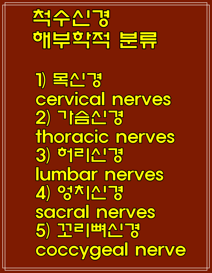  중추 신경 뜻, 말초 신경계통(목·가슴·허리·엉치·꼬리뼈)신경 기능, 척수신경 종류 말초신경계통 종류(체성신경계, 자율신경계)뜻