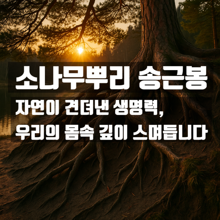  소나무뿌리 효능 성분 총정리 2부 – 송근봉의 혈액순환 효과