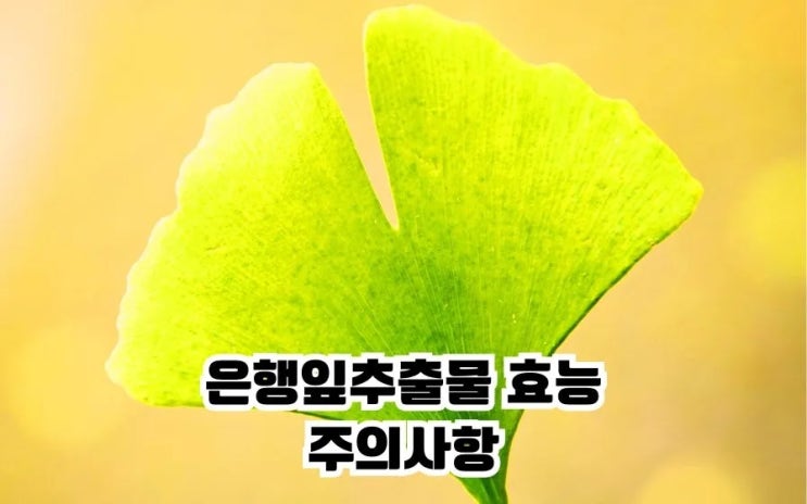  은행잎추출물 효능 7가지 주의사항 구입확인기준 먹는법