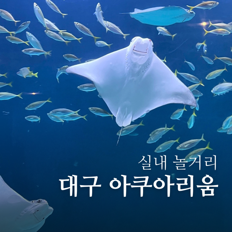  대구 아쿠아리움 실내 데이트 가격 할인 공연 주차장 팁