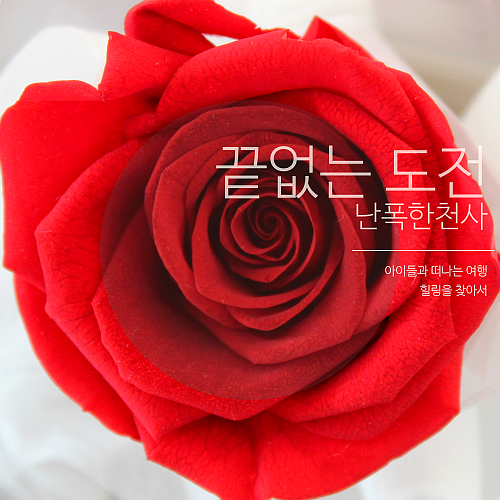 제주 연동 꽃배달 되는 가성비 꽃집! 로즈데이 장미 꽃다발