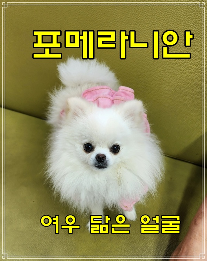 포메라니안 입양 시 주의사항, 포메 질병 및 장점·단점