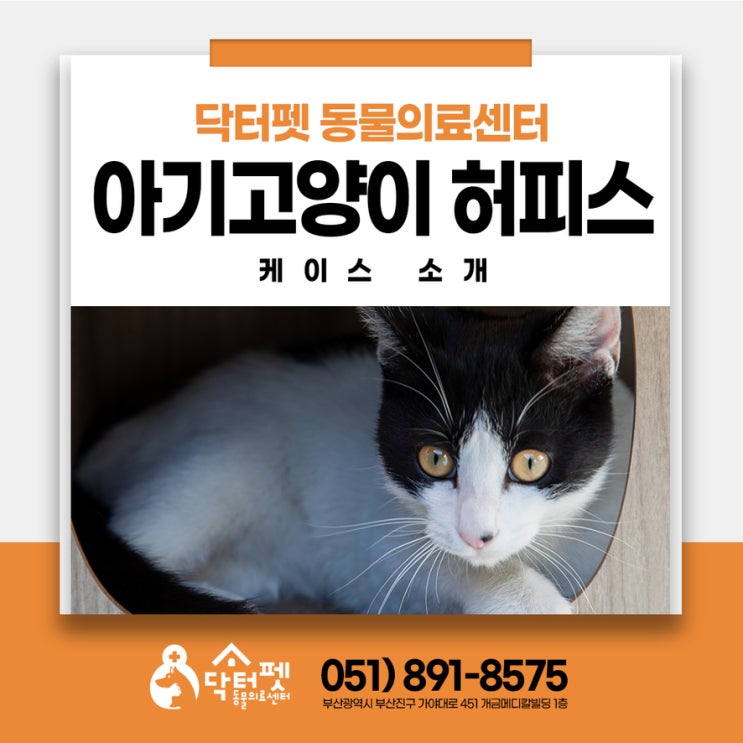  5개월 아기고양이 허피스 감기 치료 케이스 사상구 동물병원