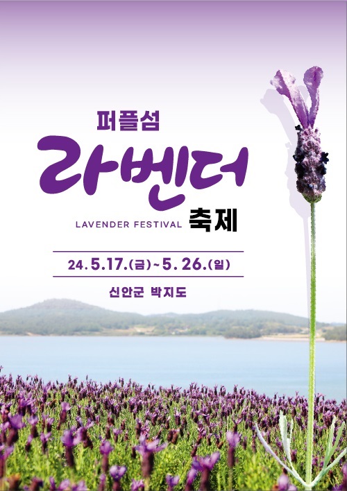  신안 퍼플섬 라벤더 축제, 보랏빛 바다로의 초대