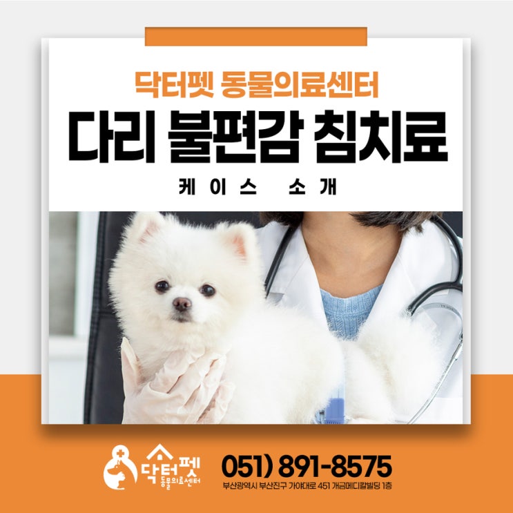  8세 포메라니안 다리 불편감 관리 침치료 케이스 부산 강아지 신경계 동물병원