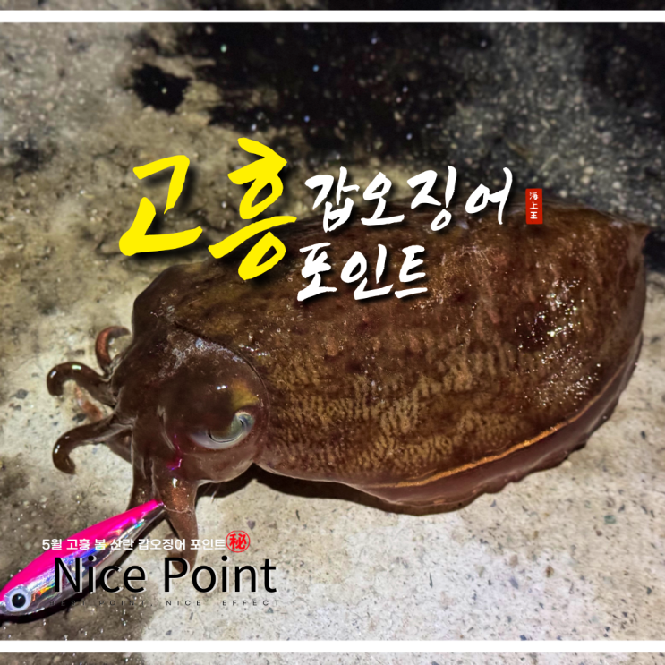  고흥 갑오징어 문어 낚시 워킹 포인트 정리