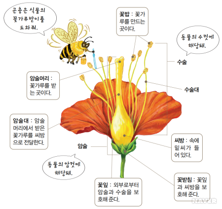  2025년 5월 고3 영어 모의고사 36번 / Flowering plants and bees are not strict mutualists