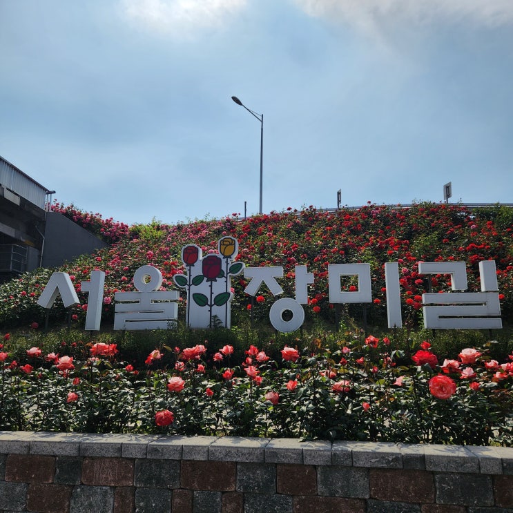  2025년 중랑 서울장미축제 일정 및 장미 개화현황