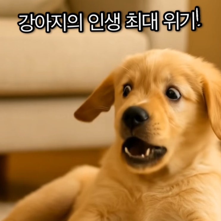  세상 제일 겁 많은 강아지!