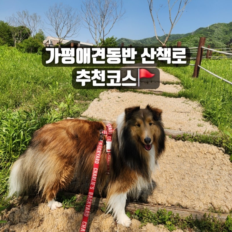 가평산책로추천 애견동반캠핑장