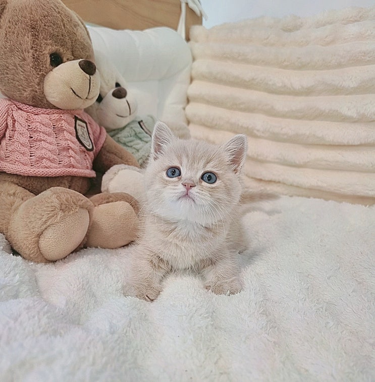  [고양이분양리뷰] 대구고양이분양 퍼스트캣 대구점, 체계적인 시스템과 건강한 고양이