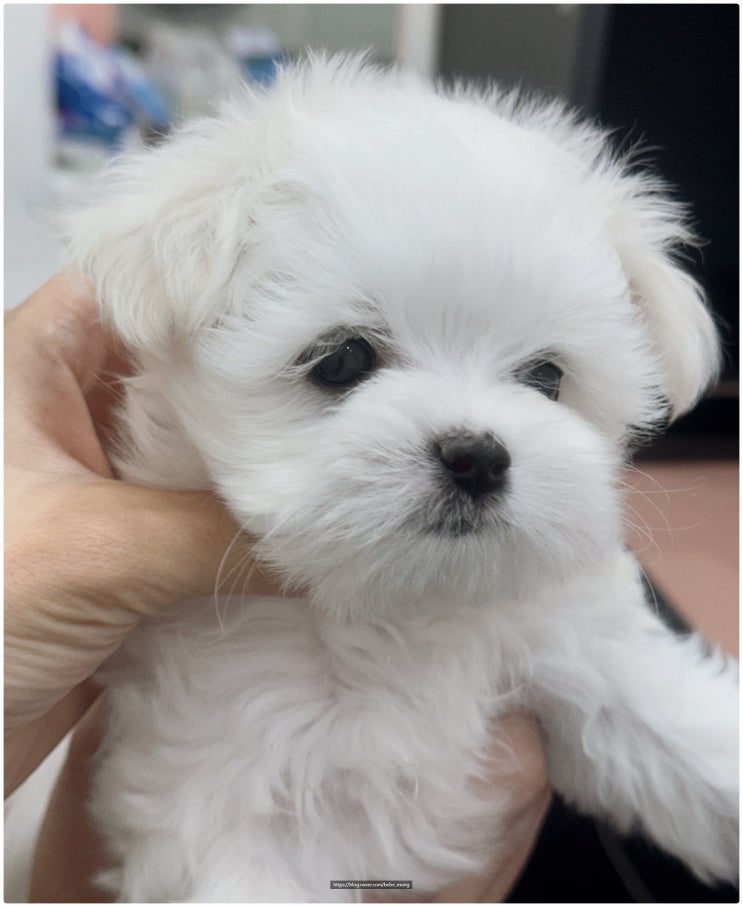  말티즈 분양, 작지만 똑똑하고 사랑스러운 국민 강아지!