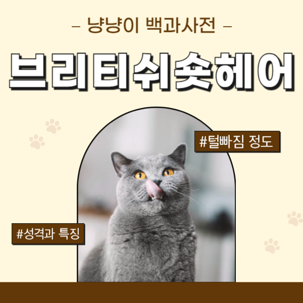 브리티쉬숏헤어 성격 분양가 브숏 털빠짐 특징