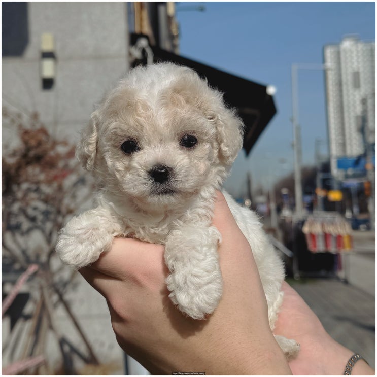  푸들 분양, 똑똑하고 귀여운 만능 반려견!