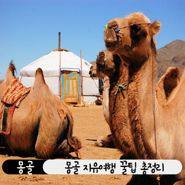  처음 가는 몽골 여행, 이 글 하나면 끝! (비행시간부터 맛집·숙소까지)