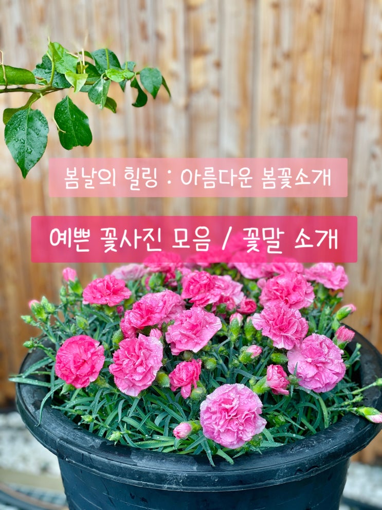  봄날의 힐링 아름다운 봄꽃 소개 : 예쁜 꽃사진 모음 꽃말 소개 봄꽃 명소