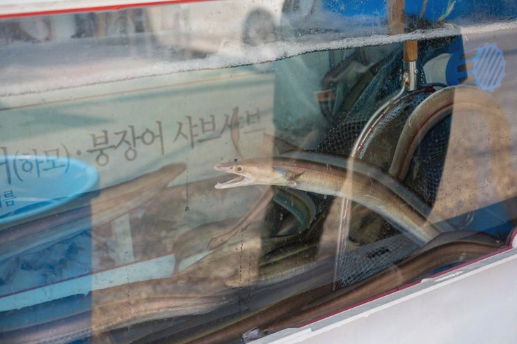  여수 갯장어 하모 맛집에서 즐기는 특별한 저녁