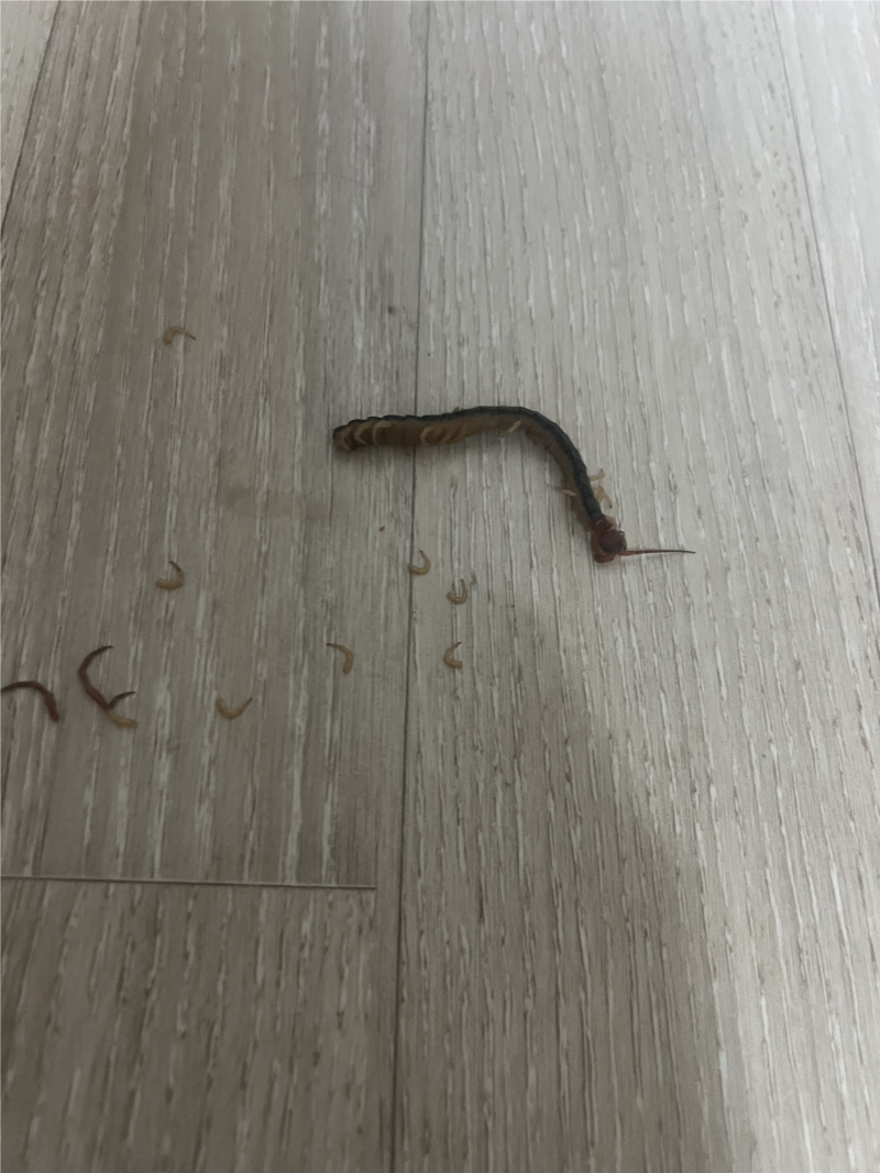 집에 왕지네 나왔을때 잡는법 (지네 퇴치 경력직)