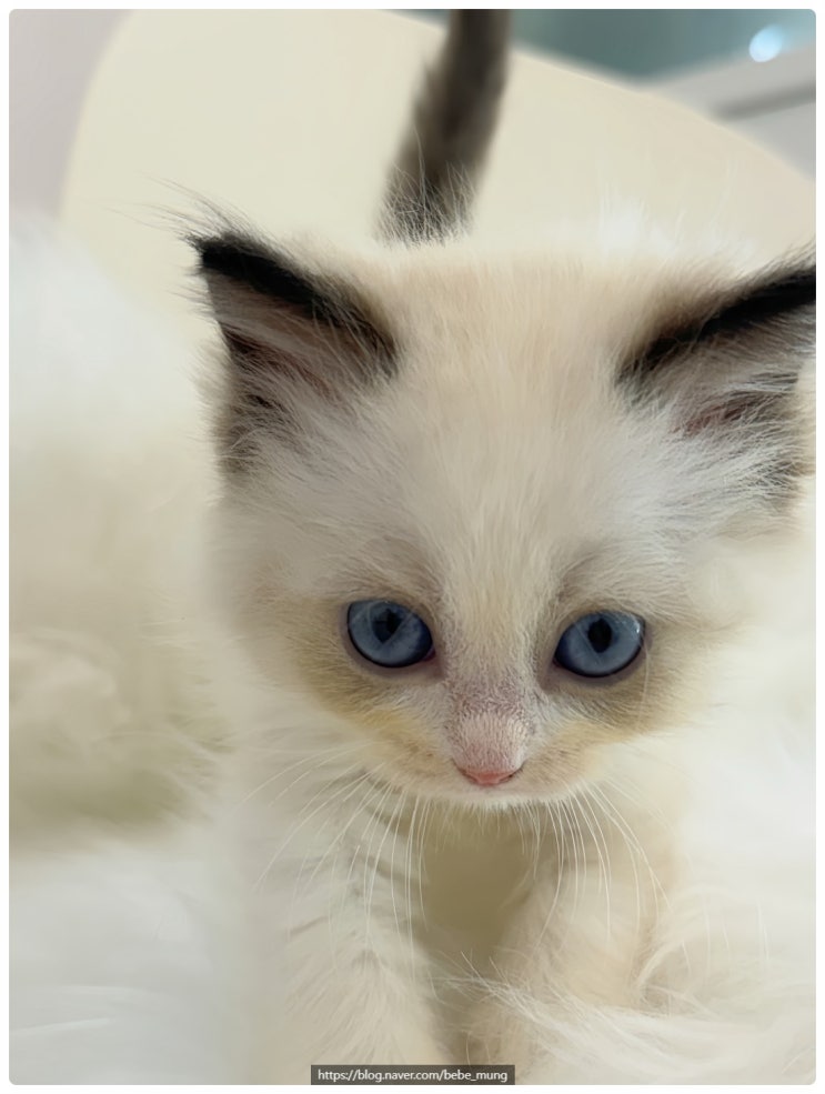 렉돌 고양이 분양, 안기면 녹아내리는 천사 같은 묘종