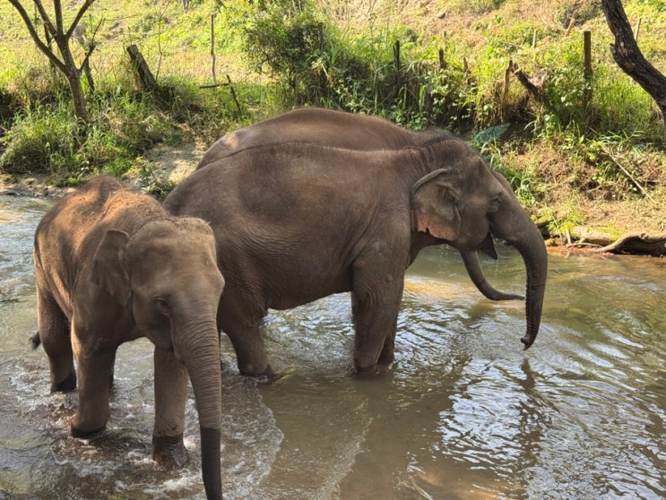  치앙마이 가족여행. Day3 코끼리보호소 Elephant Dream Project 반일 투어.