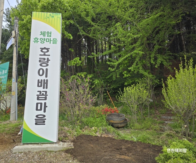  연천호랑이배꼽마을 꽃 나무 심기 마을공동체활동