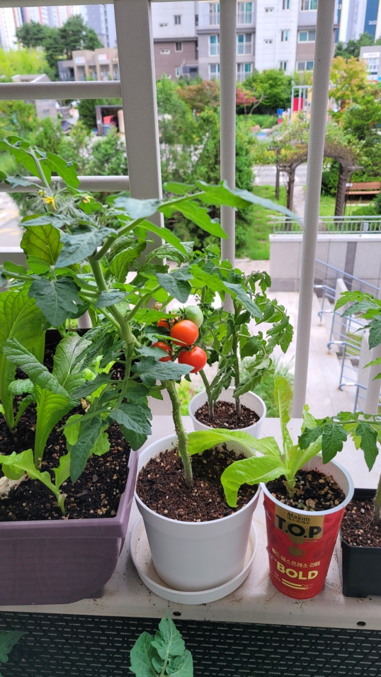 토마토 열매 맺는 과정, 씨앗부터 수확까지 한눈에 보기