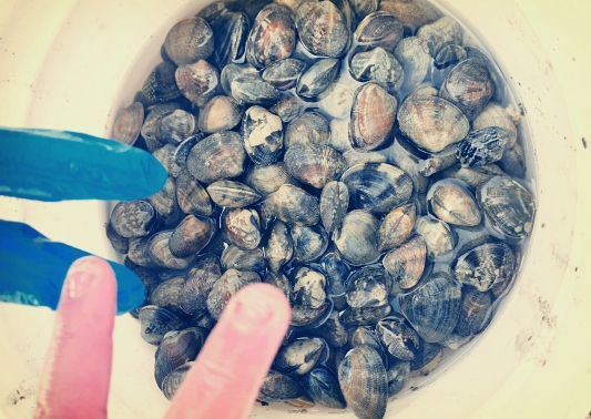  바지락 캐기 석문 용무치항 바지락 체험