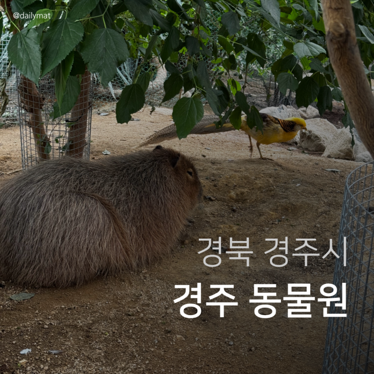  경주 버드파크 후기 - 카피바라 밥주기