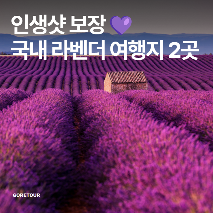  인생샷 보장 국내 라벤더 여행지 2곳