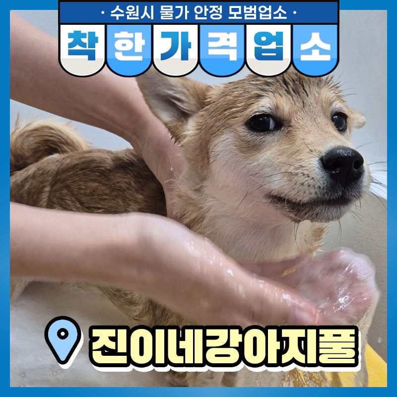 진이네강아지풀