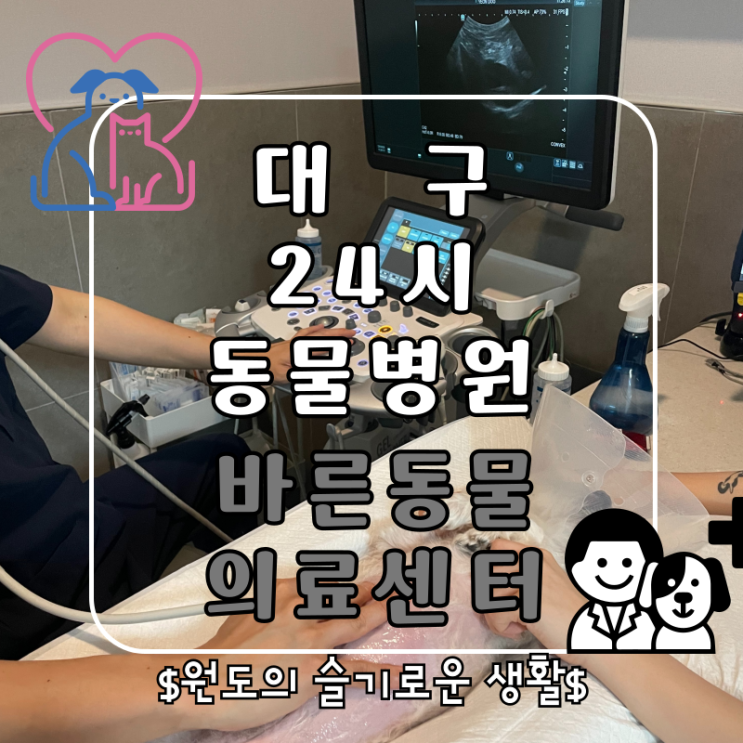  대구24시동물병원 바른동물의료센터 강아지종양검사 노령견검사 후기