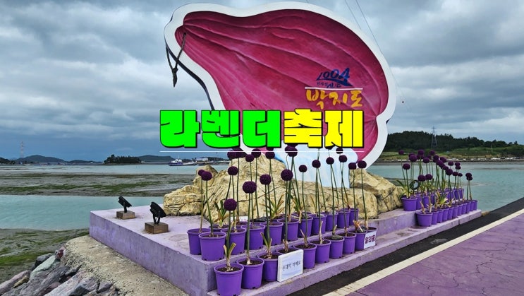 전남 신안 가볼만한곳 천사섬 5월축제 반월도 박지도 퍼플섬 라벤더축제 2025 기본정보 기간 맛집 전남 신안 가볼만한곳 천사섬 5월축제 반월도 박지도 퍼플섬 라벤더축제 2025 기본정보 기간 맛집