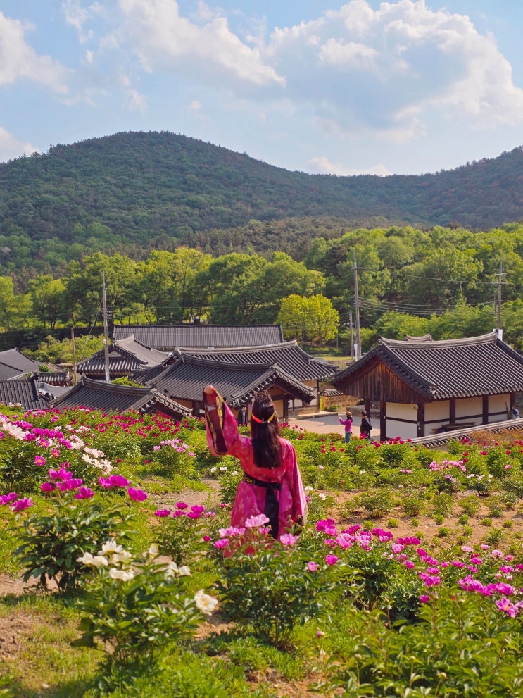  5월 경주 가볼만한곳 도봉서당 경주 작약 실시간 개화