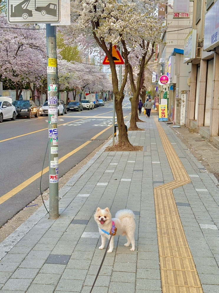  25년 4월 예비맘의 소소한 일상:집순이 별거있나?은섬이랑 산책(3)