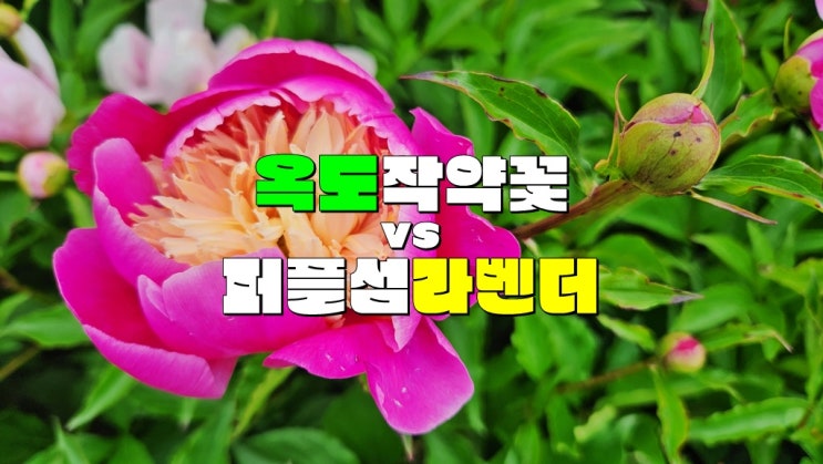 전라도 가볼만한곳 · 2025 신안 옥도 작약꽃 축제 VS 퍼플섬 라벤더 축제 기본정보 기간 배편 전라도 가볼만한곳 · 2025 신안 옥도 작약꽃 축제 VS 퍼플섬 라벤더 축제 기본정보 기간 배편
